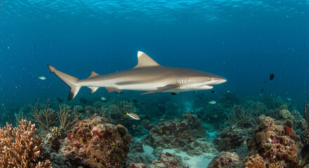 Fototapeta premium A sleek shark glides effortlessly above a diverse and colorful coral reef in the sun-dappled ocean.