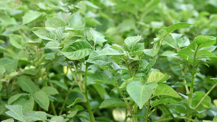 potato plant leaves. New potato Leafs, Agriculture and organic food. farmland, agricultural business, good harvest. vegetables in the garden close-up. planted field