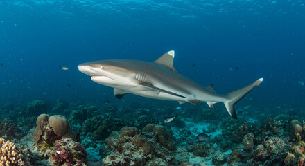 A sleek grey reef shark gracefully glides through the clear blue ocean water above a vibrant coral ecosystem.