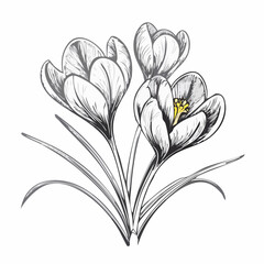 Crocus Flower Spring Blooming Image Vector Isolated on white Background
