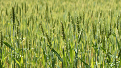 spikelets. Fresh green young unripe juicy spikelets of wheat on a blurred green field. Oats, rye, barley. harvest in spring or summer, closeup of a field. agricultural field, agriculture, farmland