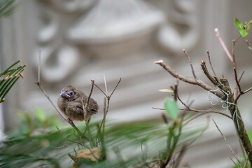 baby cardinal