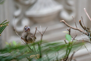 baby cardinal