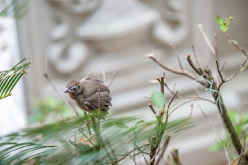 baby cardinal