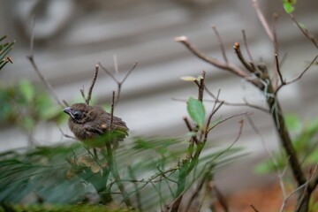 baby cardinal