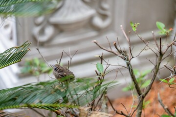 baby cardinal