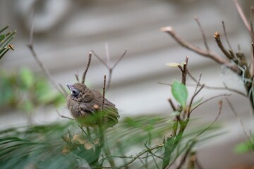 baby cardinal