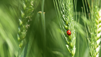ladybug sitting on the wheat ears or pods. Unripe green wheat plants growing in large farm field. insects feeding crops in rural villages. agribusiness, farmland. parasites spoil the harvest close-up