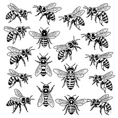 A detailed vector collection of honeybees in various flight and resting poses. Rendered in intricate black and white line art, highlighting their striped bodies and delicate wings.