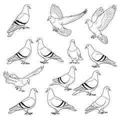 A varied vector collection of pigeons in different poses: standing, walking, taking flight, and flying. Rendered in clean black and white line art.