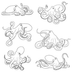 Fototapeta premium A detailed vector collection of octopuses in various dynamic and resting poses, showcasing their unique tentacles and suction cups. Rendered in intricate black and white line art.
