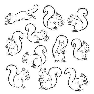 A charming vector collection of squirrels in various poses: running, sitting, and holding nuts. Rendered in clean black and white line art.