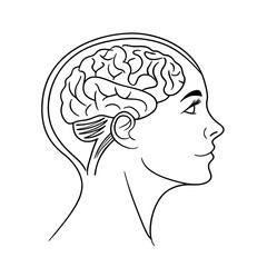 Human Head Profile with Visible Brain Outline - Mind, Intellect & Psychology Concept Illustration