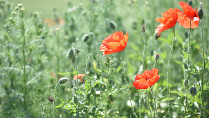 poppies. delicate petals of red poppies in the sun. background with poppy flowers. Beautiful red poppy wild flower and buds in the field. beauty in nature. close-up. spring season, summer time