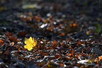 oak foliage. Close up of bright yellow oak leaf in the sunlight, blurred natural background in autumn park or the forest. selective focus. sunny autumn day. seasonal leaf fall