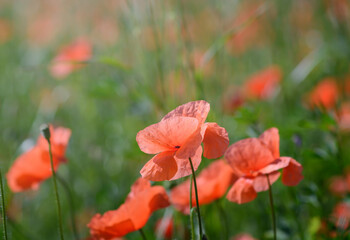 Blurred background with red poppy petal, selective focus