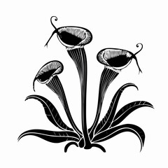 Black and white Carnivorous Pitcher Plant image vector isolated on white background. © kalogr