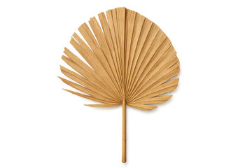 Golden dried palm leaf isolated on transparent background, showcasing its intricate texture and natural elegance