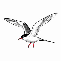Obraz premium Arctic tern bird vector Image isolated on white background.