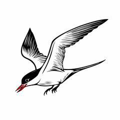 Arctic tern bird vector Image isolated on white background.