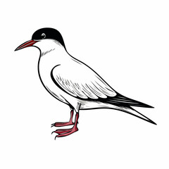 Arctic tern bird vector Image isolated on white background.