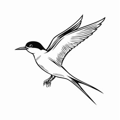 Arctic tern bird vector Image isolated on white background.