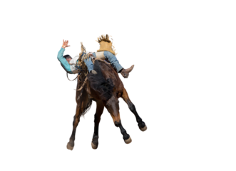 Bucking bronco horse at country rodeo png or white background