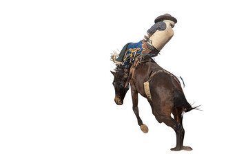 Bucking bronco horse at country rodeo png or white background
