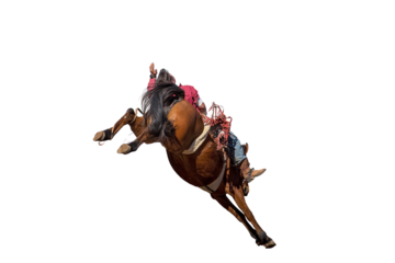 Bucking bronco horse at country rodeo png or white background