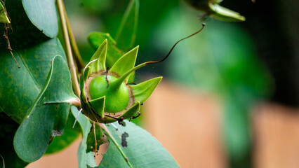 Green mangrove fruit is hanging on the tree. Mangrove fruit cannot be eaten directly because it...