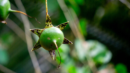 Green mangrove fruit is hanging on the tree. Mangrove fruit cannot be eaten directly because it...