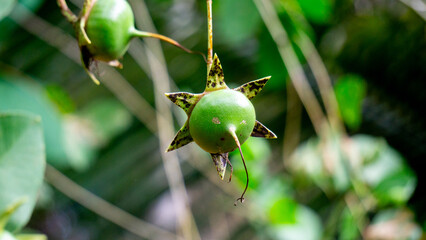 Green mangrove fruit is hanging on the tree. Mangrove fruit cannot be eaten directly because it...