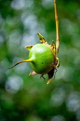 Green mangrove fruit is hanging on the tree. Mangrove fruit cannot be eaten directly because it contains substances that can cause a bitter taste or even be poisonous.