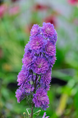 Rittersporne (Delphinium)