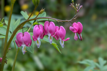 Tränendes Herz (Lamprocapnos spectabilis)