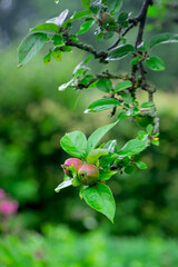 Unreife Äpfel (Malus) am Baum