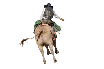 A cowboy bull riding at a country rodeo, png or white background