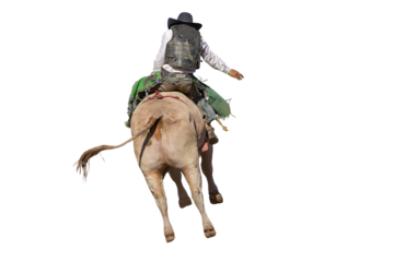 A cowboy bull riding at a country rodeo, png or white background