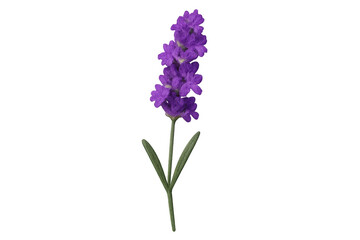 Obraz premium Vibrant lavender flower stem in full bloom, isolated on a transparent background, ready for design projects