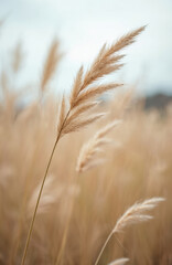 Fototapeta premium Close-up of dry pampas grass plumes in autumn with soft, neutral, earth-tone colors. Delicate beige reeds with feathery seed heads sway gently. Selective focus on single stalk against blurred field