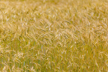 Agriculture countryside in Netherlands, Yellow barley (gerst) on the field before harvest, Hordeum vulgare, Texture of soft ears of wheat in the farm, Agriculture industry, Natural pattern background.