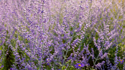 Fototapeta premium Selective focus purple blue spire flowers in the garden with warm sunlight, Salvia yangii or Perovskia atriplicifolia is a flowering herbaceous perennial plant and subshrub, Natural floral background.