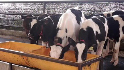 Small calves eating hay on modern cowshed. Little cows feeding by dry grass at dairy farm. Concept of agriculture industry and livestock husbandry. Close up. Accelerated fattening of cattle