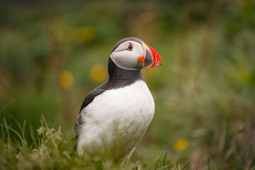 atlantic puffin or common puffin in iceland