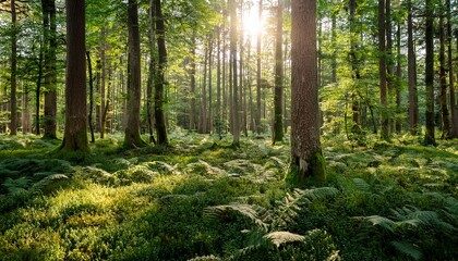 Obraz premium sun dappled forest floor lush green undergrowth towering trees create a serene and peaceful woodland scene perfect for nature environment and conservation projects ecosystem plants beauty