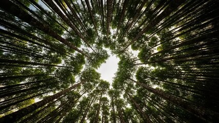 Looking Up Through a Canopy of Tall Trees, a Serene View of Nature's Grandeur and the Soaring Heights of a Verdant Forest Bathed in Natural Light - Powered by Adobe