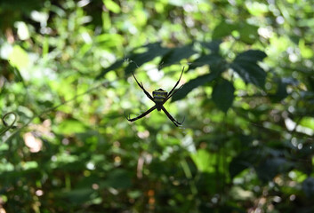 The dorsal side view of a St. Andrew's cross spider sitting on its spider web