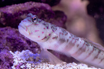 Pink-Spotted Watchman Goby Resting on Aquarium Sand Bed