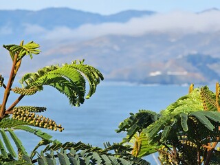 Scenes from San Francisco