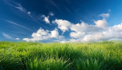 Fototapeta premium grass and sky